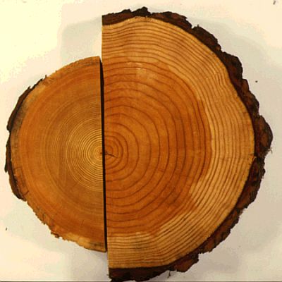 A sample of normal growing tree compared to a fast growing tree.
