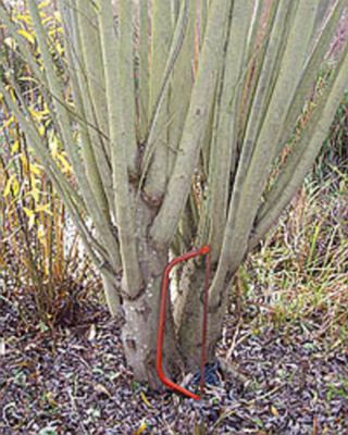 Every four years the ultra fast growing willow is ready for harvest.