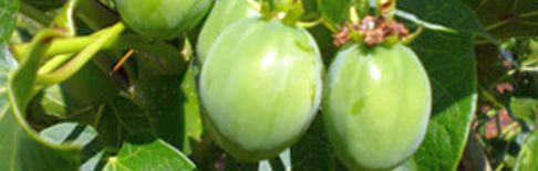 Click to watch the Jatropha biofuel video.