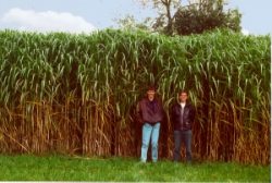 The grass that grows up to 3.5m high, and has low moisture content if harvested in late winter or spring.